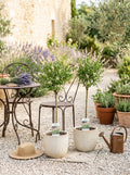 Lot De 2 Salix Flamingo – Plante D'Extérieur