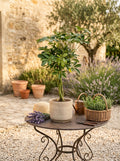 Schefflera Arboricola – Houseplant