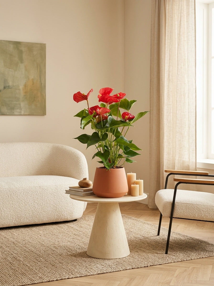 Anthurium Rouge – Plante D'Intérieur