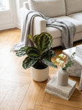 Calathea Medaglione – Pianta da interno