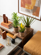 Mélange De 3 Plantes Tropicales Avec Paniers – Plante D'Intérieur
