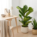 Ficus Lyrata – Pianta da interno