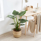 Alocasia Cucullata – Pianta da interno