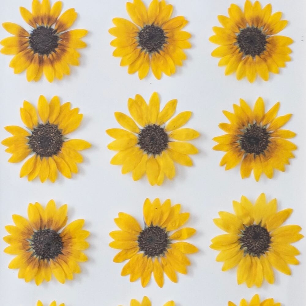 Herbier Tournesols
