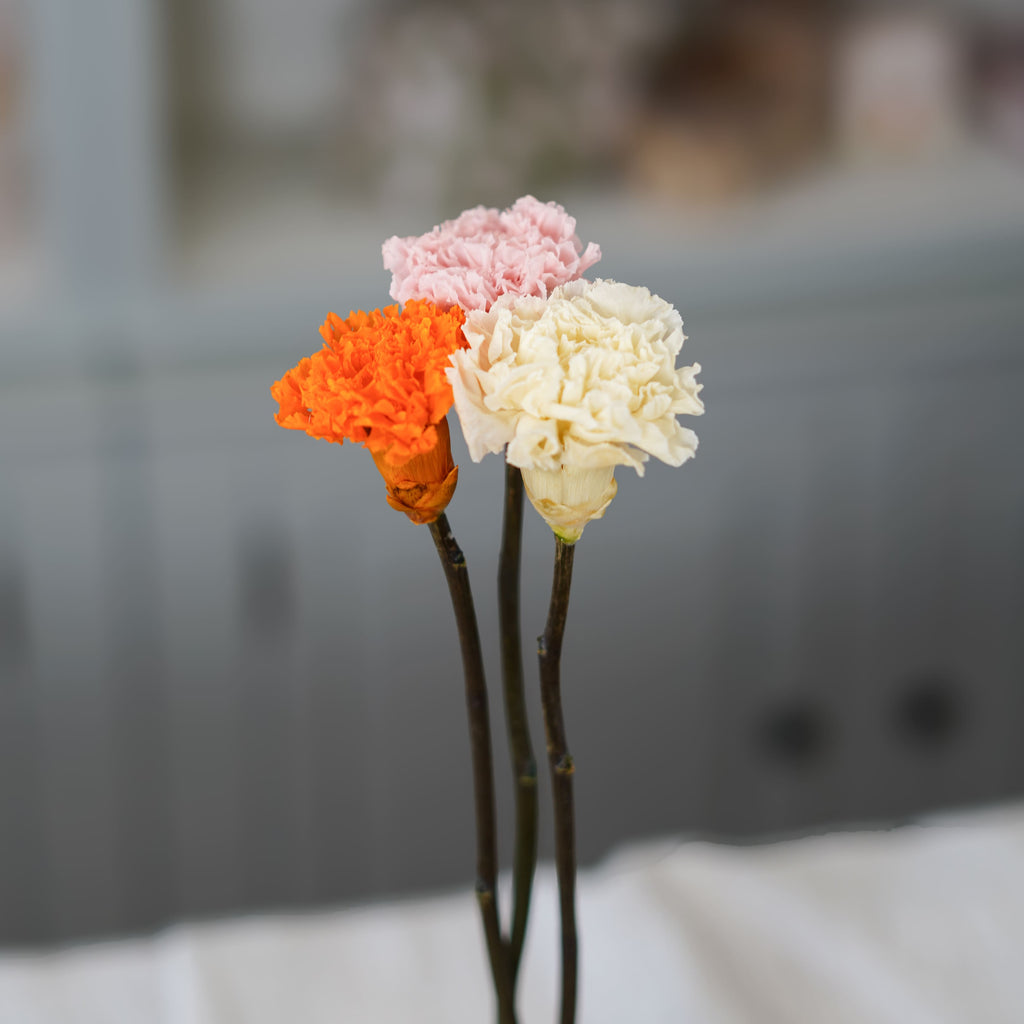 Preserved Ivory Carnation